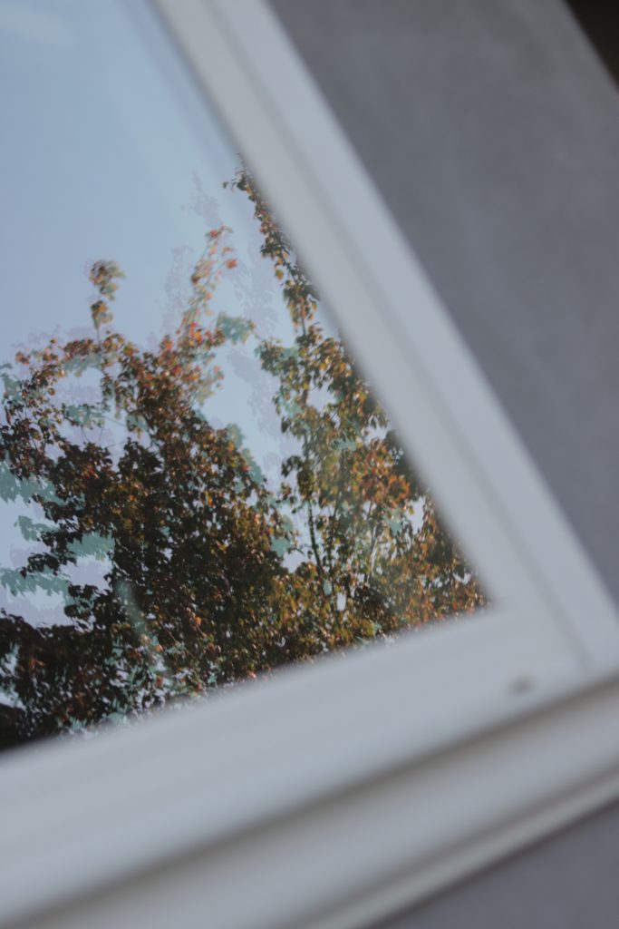 Reflection of trees in a window