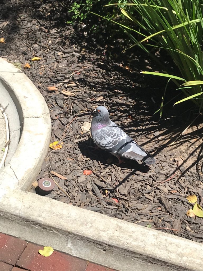 A picture of a pigeon representing my image of freedom.