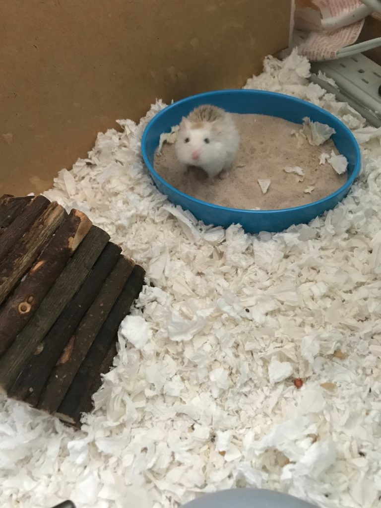 A picture of my hamster, Henry, who I am grateful to have.