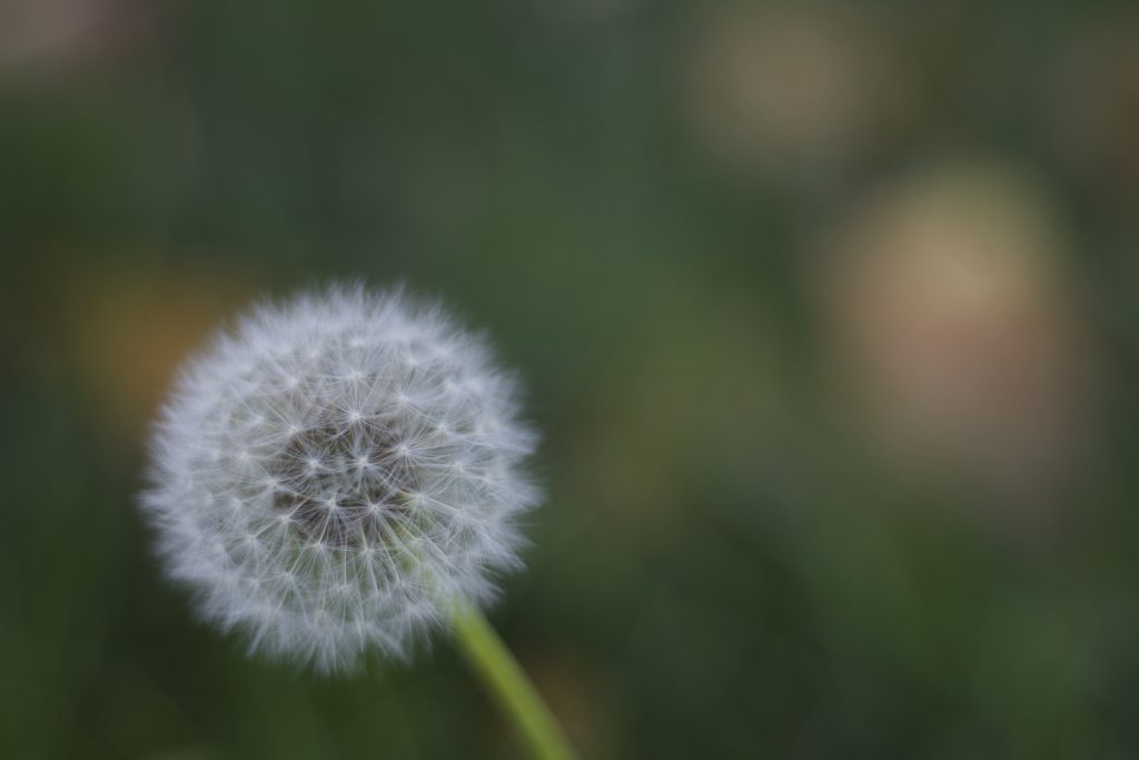 Image shows a dandelion with all of the seeds attached, the seeds are thin and fluffy, almost like cotton.