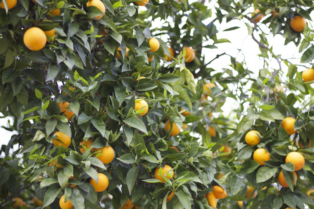 Orange tree leaves with oranges, with a bright sky background
