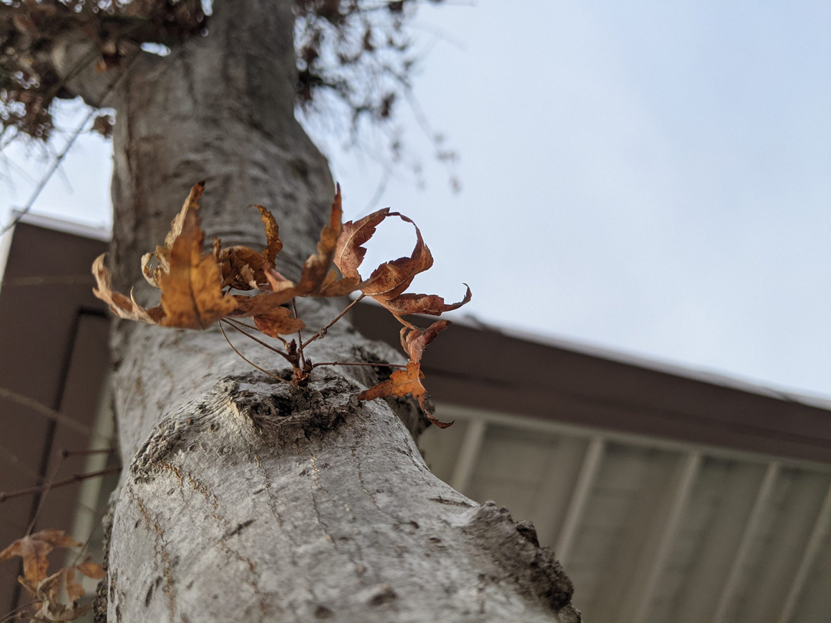 Picture of a grey-barked tree with a small cluster of brown leaves.
