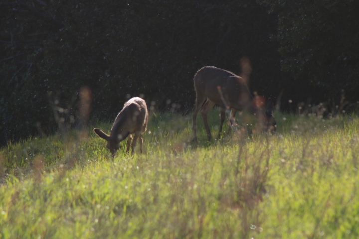 two deer eating grass (an adult deer and a baby dear)