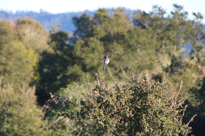 Bird sitting on a branch when the sun is setting to the right