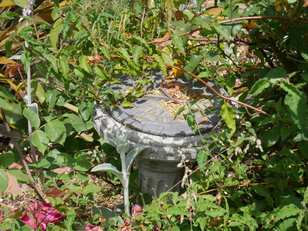 A sundial surrounded by plants taken by a Lumix camera.