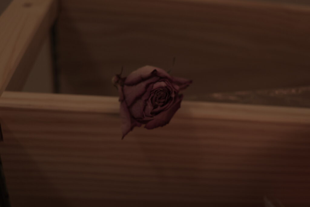 A wilted rose.