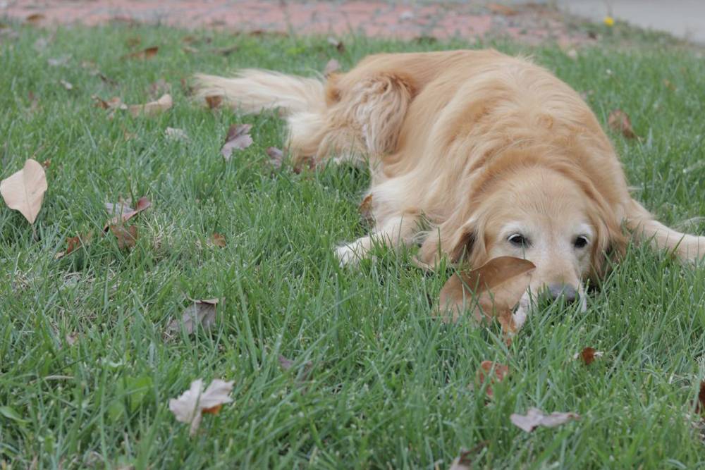 A tired golden retriever lying on a green lawn among the fall leaves