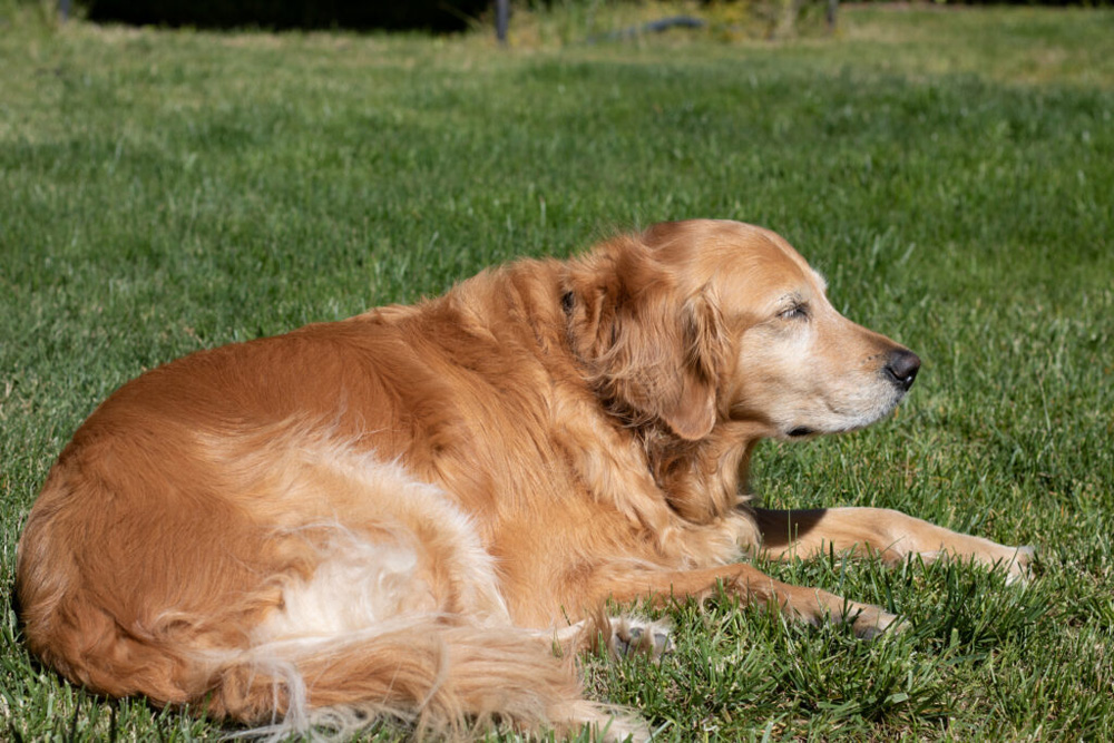 A golden retriever with his eyes closed in the sunlight.