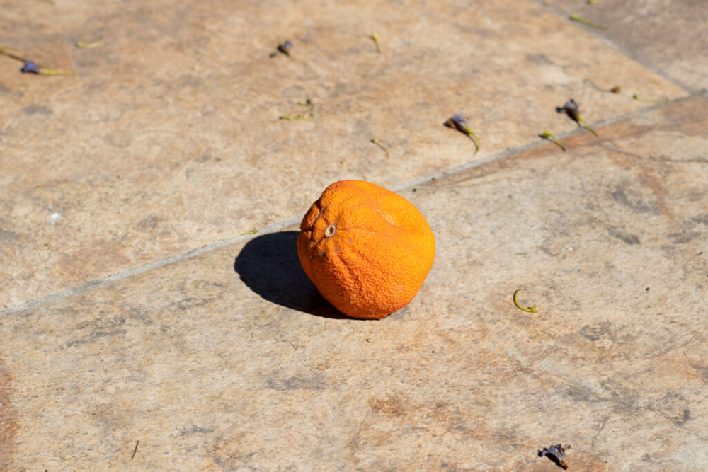 an orange peel on a tile