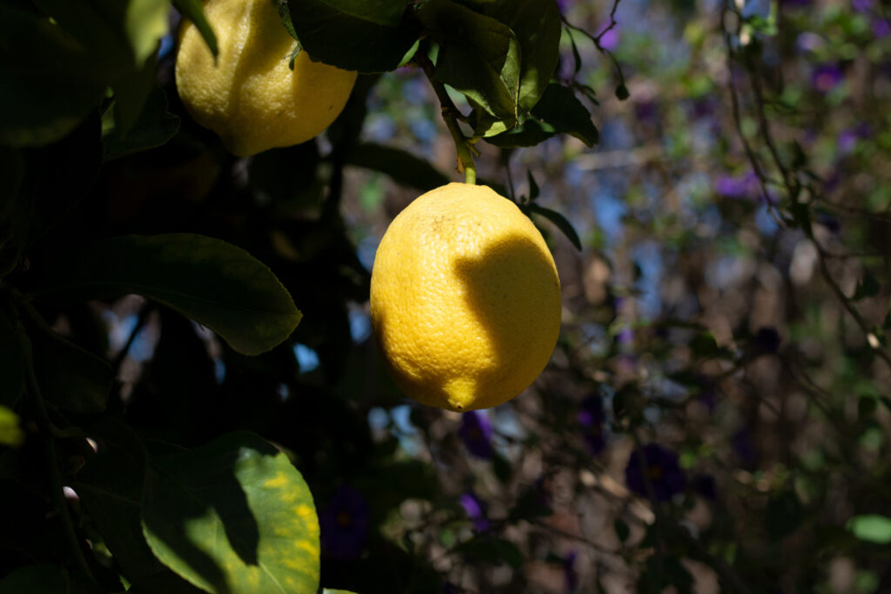 Lemon hanging off a tree with the shadow of another lemon covering it.