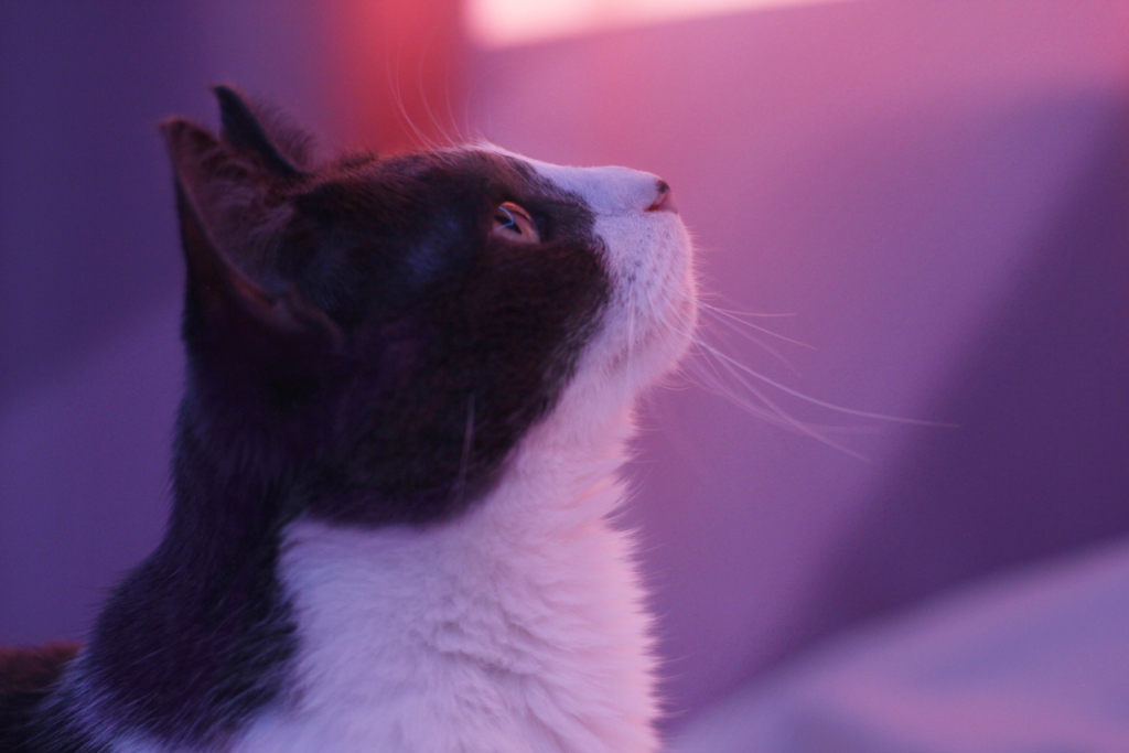 Banana the cat staring into a light dramatically. The background and lighting is pink and purple.