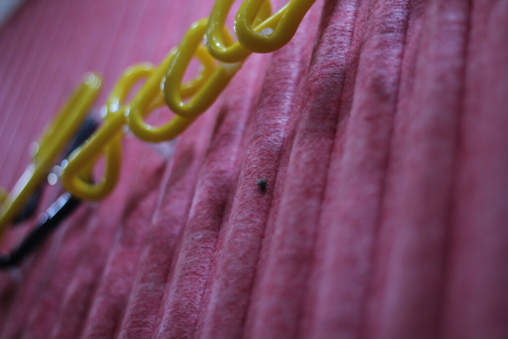 A fly sits on a pink wall