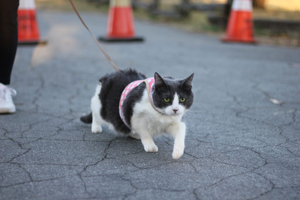 Attached to a leash, Banana the cat takes a little step on the pavement