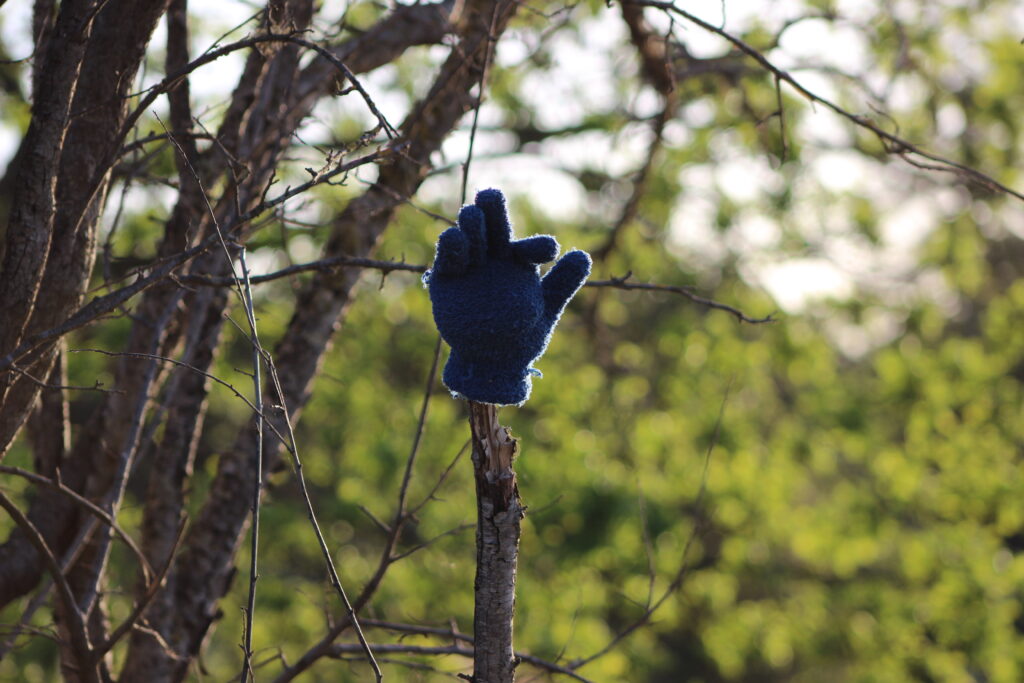 A blue glove rests on a tree branch