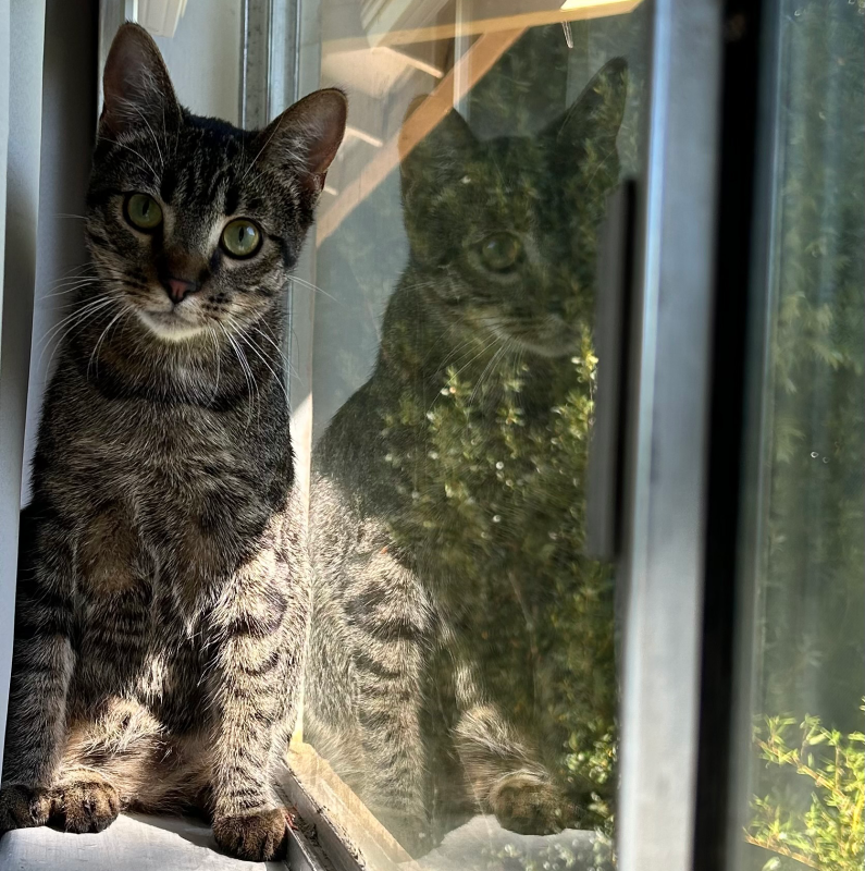a cat sunbathing near the window showing his reflection
