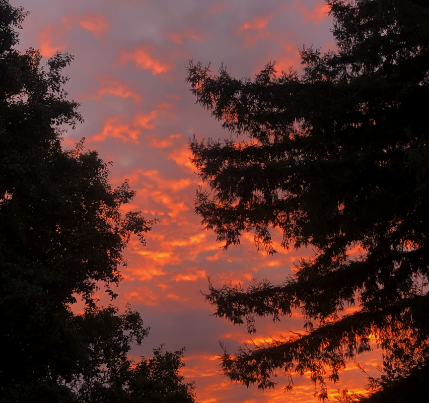 a sunset and trees around