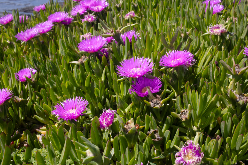 Bright pink flowers growing on a hill with succulent plants as the bases for the flowers. Some water is seen in the background.