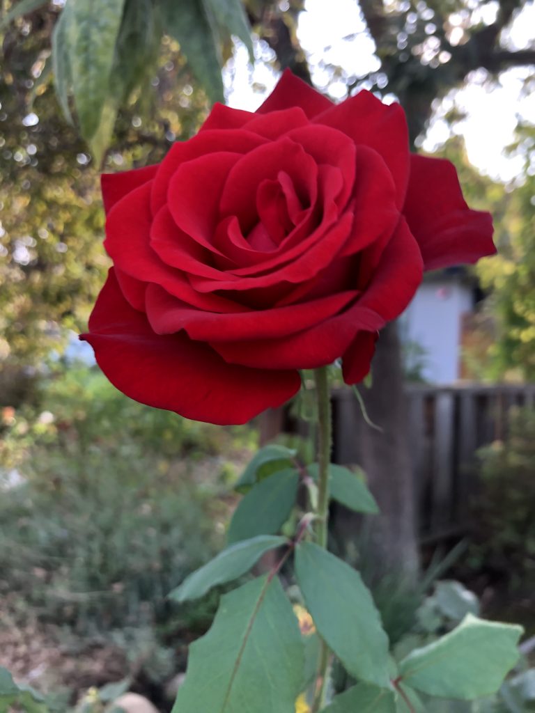 Huge red rose