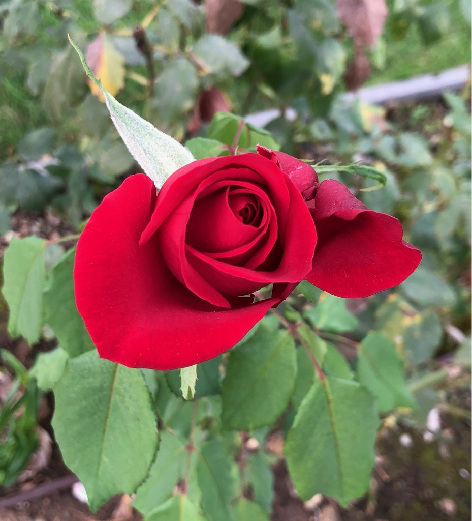 image of a freshly blooming red rose with green leaves and foliage behind