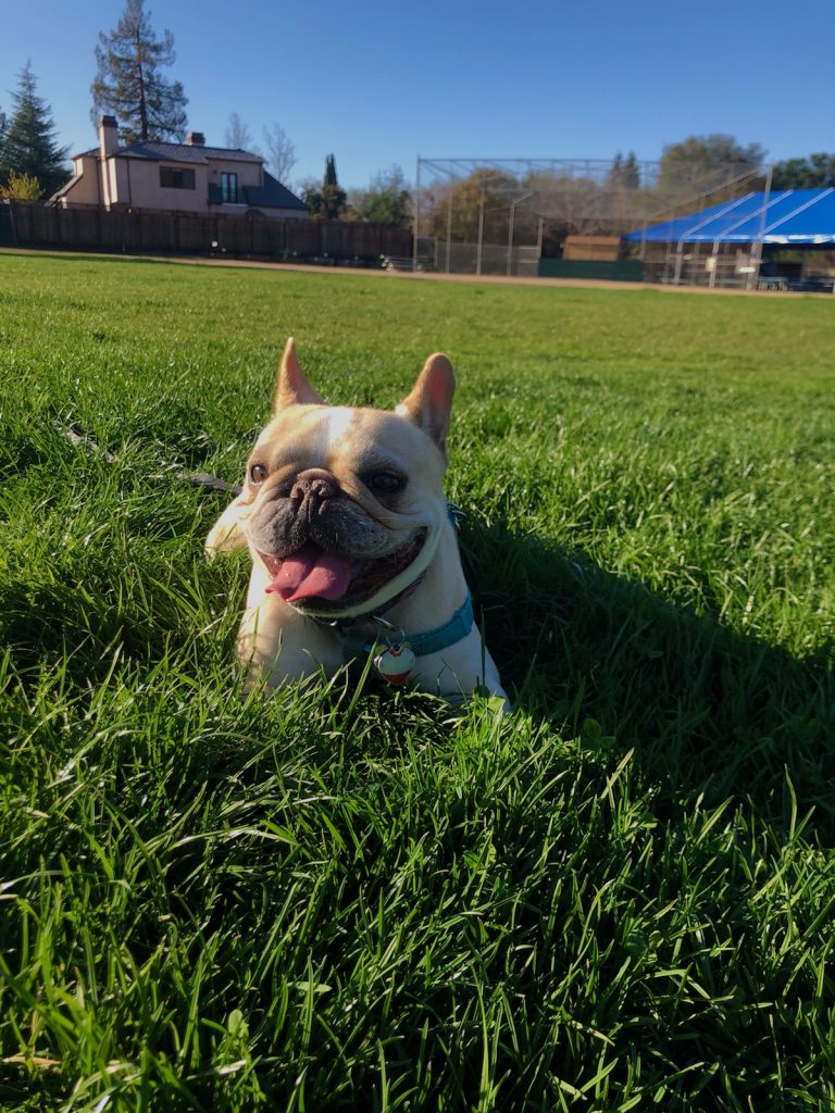 Picture of French Bulldog named Bella