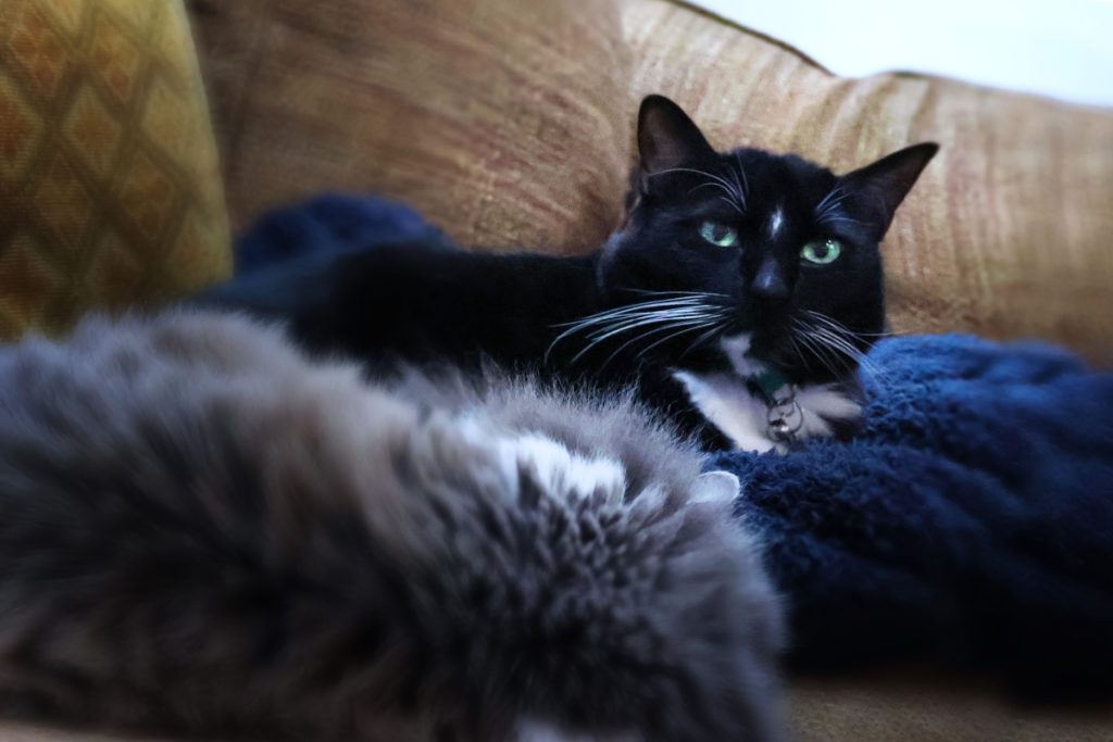 A landscape photo of a brown couch. A black and white cat is sitting on a dark blue blanket facing the viewer. In the foreground is a fluffy grey cat curled up with its back visible. The photo is taken at a slight angle.