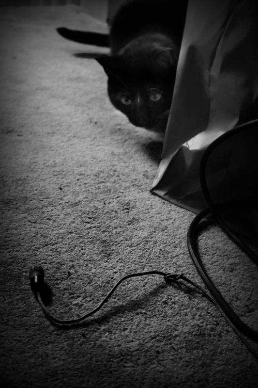 A black and white portrait photo of a cat and a cat toy on a rug. The image is very high contrast. In the foreground, there is a string toy with a tassel on the end. A black cat is crouching behind a paper bag as if about to pounce. The cats eyes are a lighter color and stand out. There is a dark vignette around the photograph