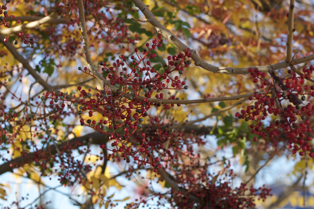 Photo of berries and leaves