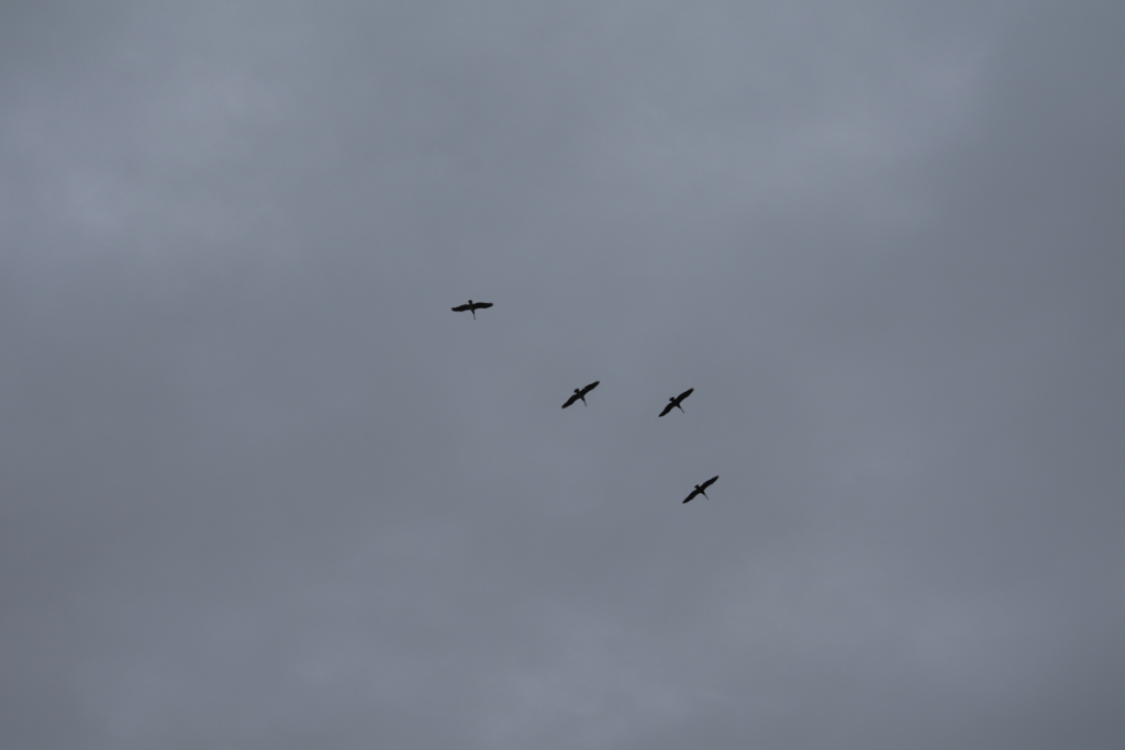 Four birds fly against a gloomy sky
