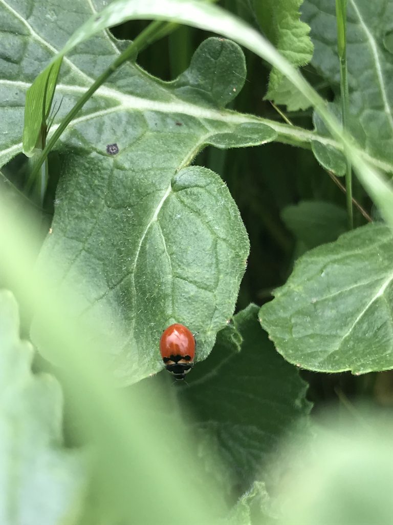 For this weeks photo blog, we were challenged to create photos with no filters. For this I chose to take a photo of a little ladybug hiding in the leaves at Rancho San Antonio