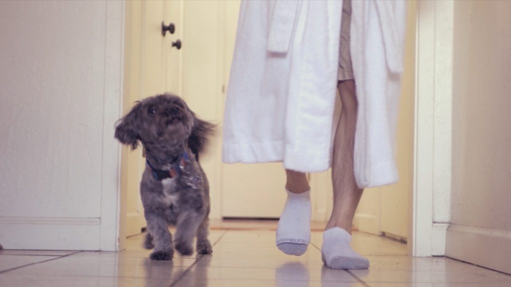 A small dog walks next to a man's legs down a hallway. 