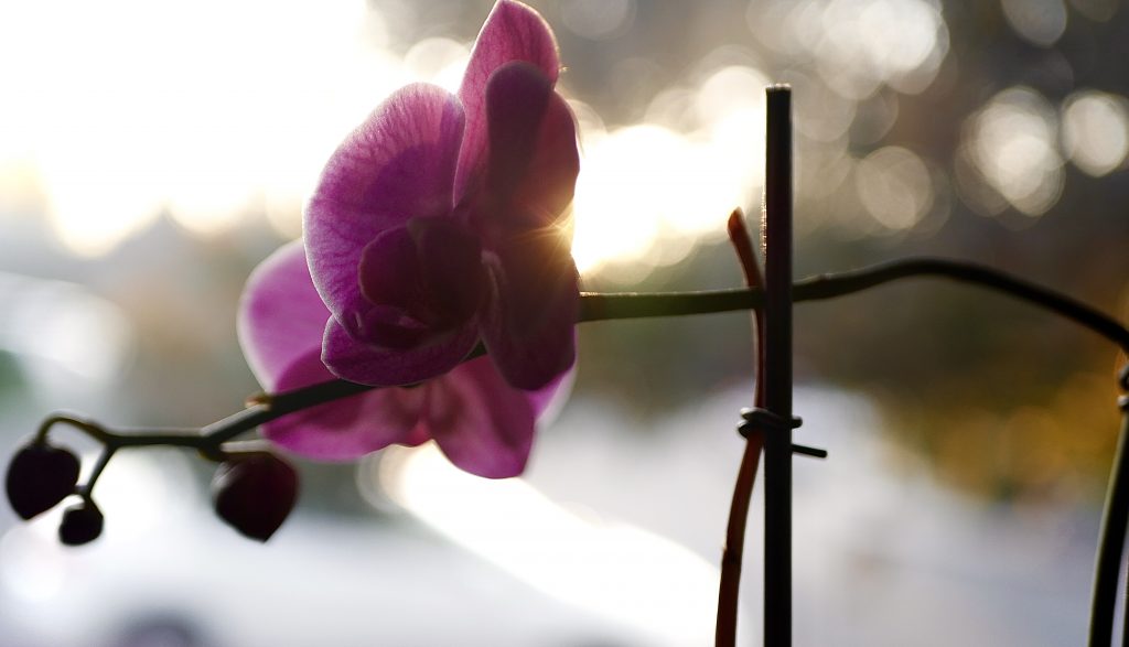 A pink flower held up by sticks in front of a sunset. 
