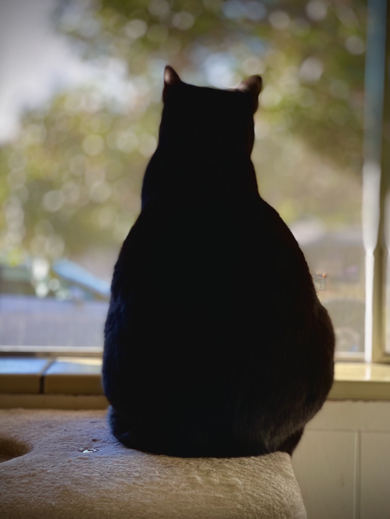 A cat sitting int the center of frame, staring out the window.