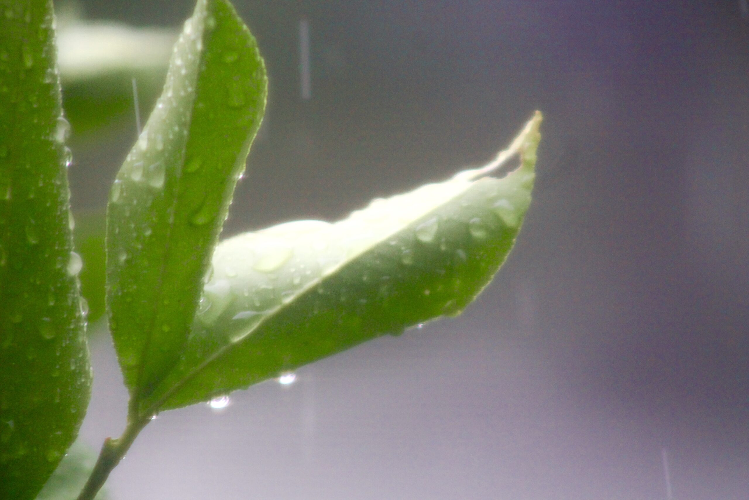 Light glistens off rain drops that sit on green leaves. 