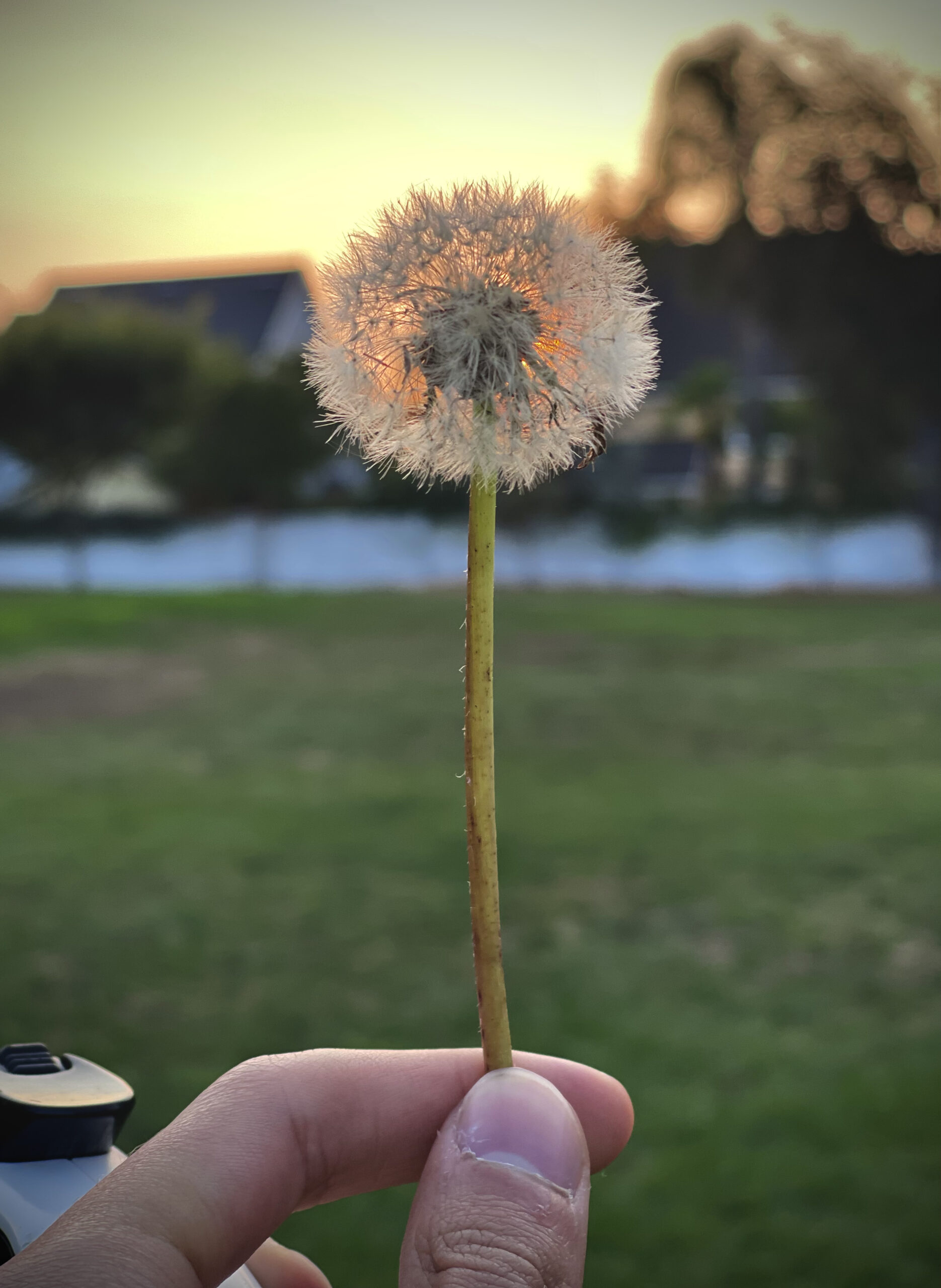A dandelion glowing in front of a sunset.