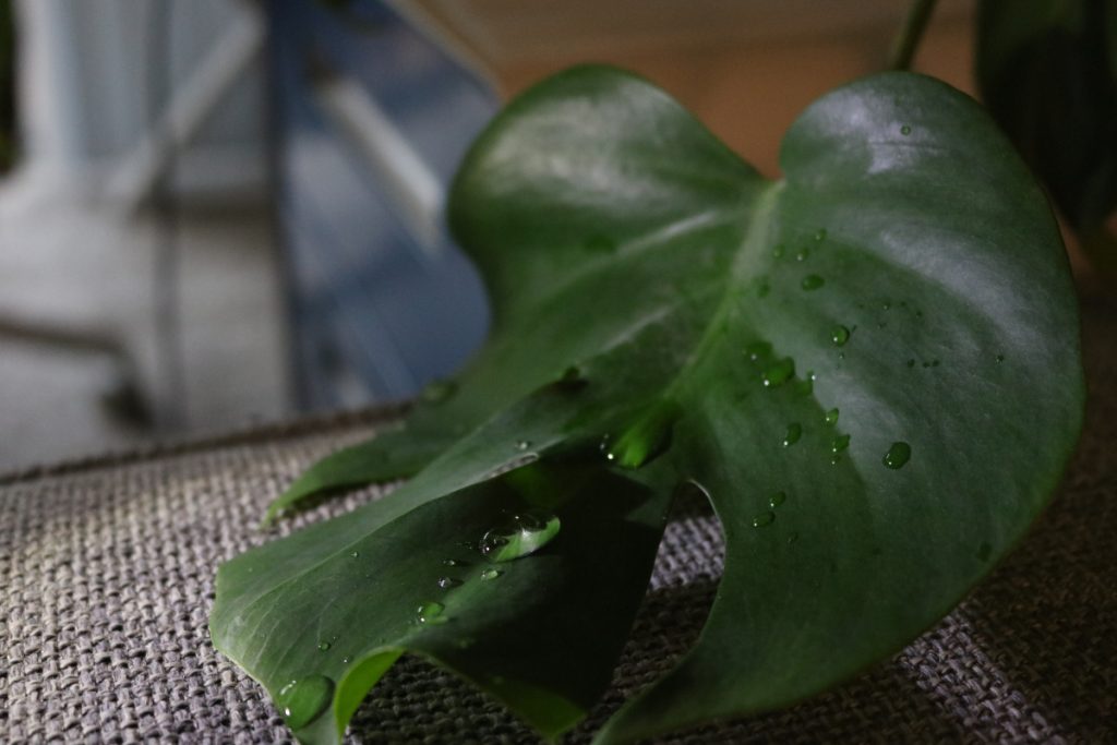 Green leaf with water droplets on it