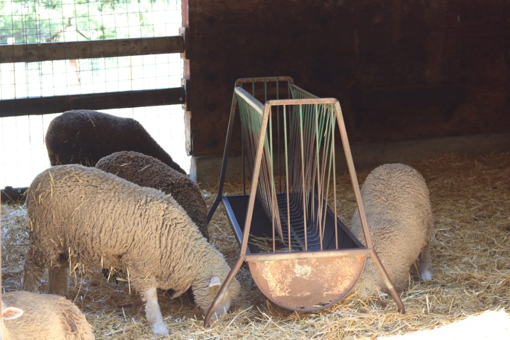 Animals eating in a barn