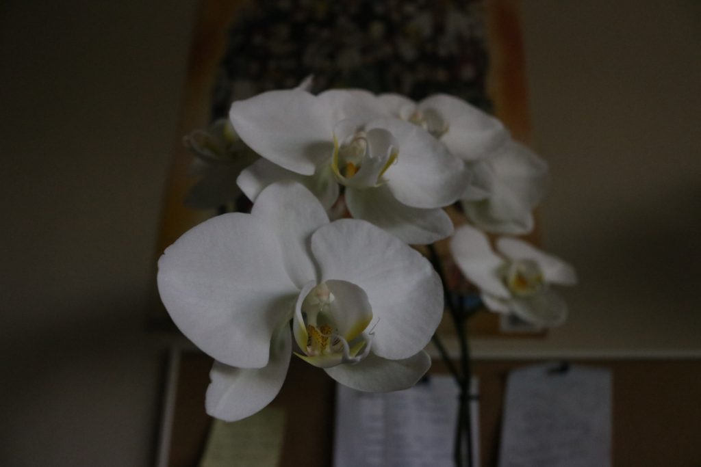 White orchid plant in dim light.