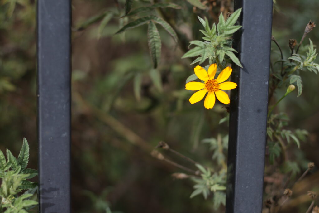 Image of a yellow flower and a blurred out background with steel bars.