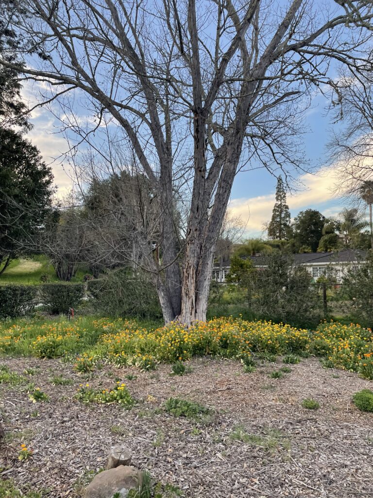 image of tree with flowers in front of it