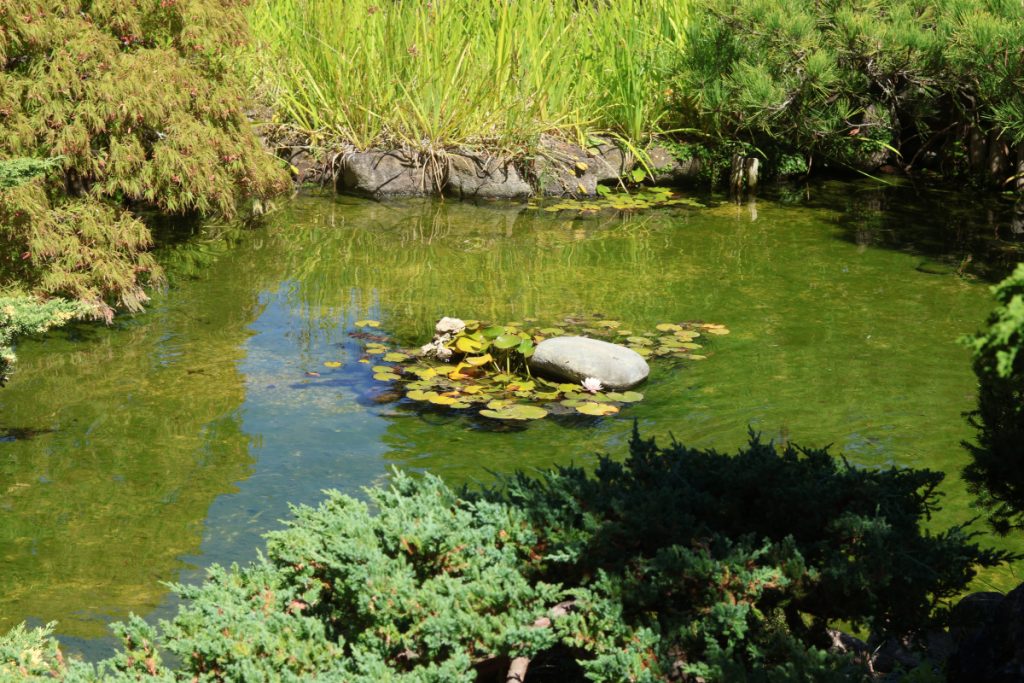 Symmetrical pond with waterlilies in the middle. 