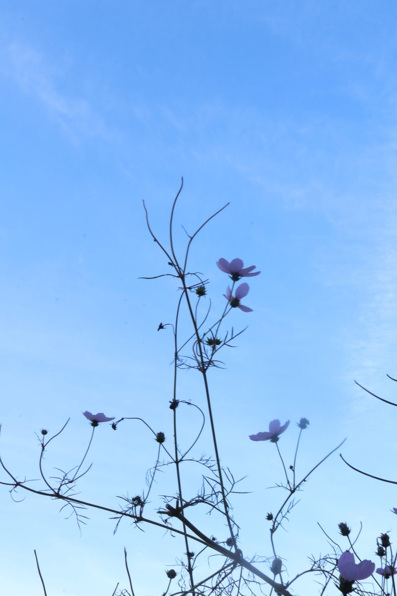 Pink flowers with blue sky background. 