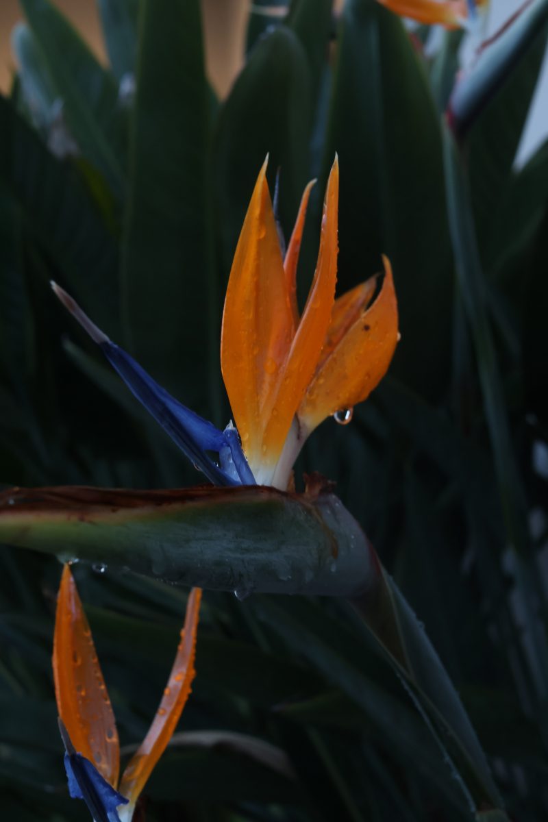 A bird of paradise flower with vivid orange petals and a deep blue structure emerges from dark green foliage, dotted with water droplets that catch the light across both the flower and surrounding leaves.