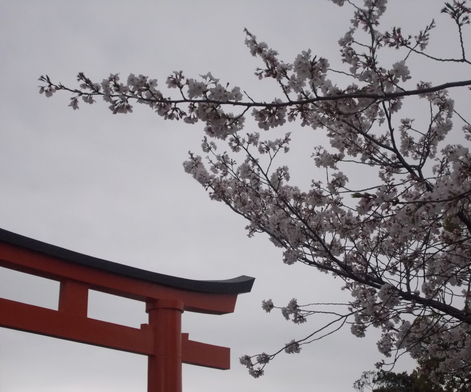 A low-angle photo looking up at a large red torii gate on the lower left and a cherry blossom tree on the right, both against a plain grey sky. The torii's curved crossbeam and single pillar are visible. The tree's bare branches spread across the upper frame, covered in small white blossoms. The two elements don't overlap, leaving open sky between them.