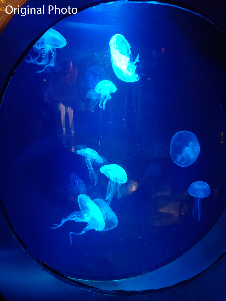 Multiple Jellyfish Photo