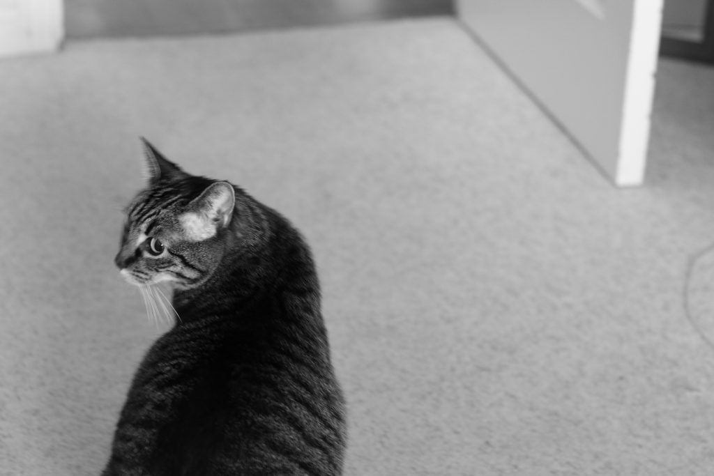 A black and white image of a cat in the left third of the photo. 