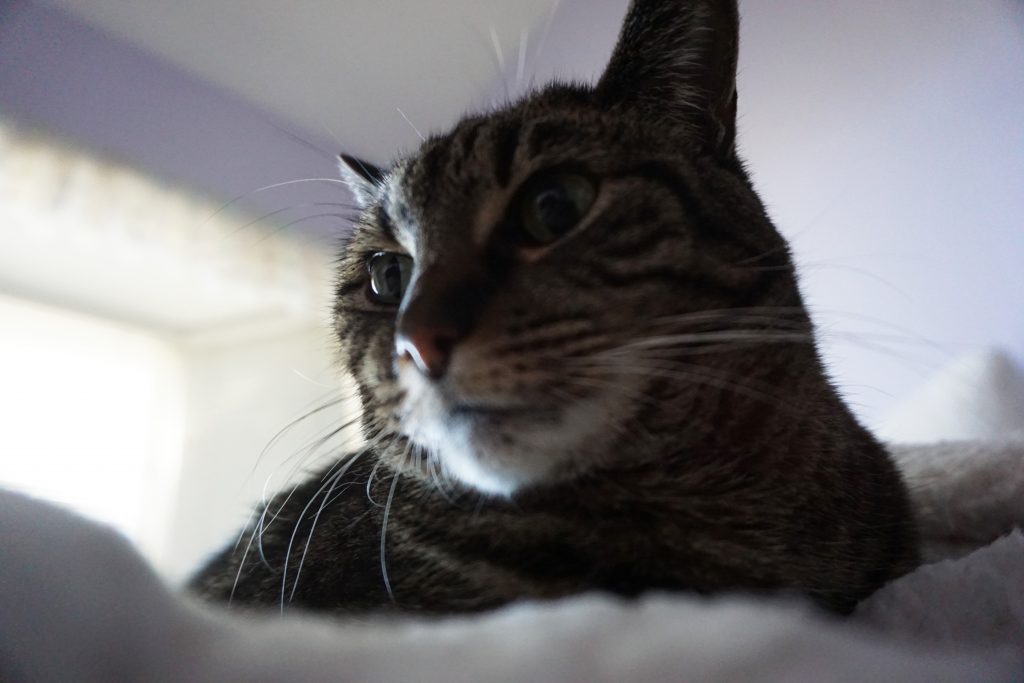 A cat sits on a bed looking off to the side of the frame. She is surrounded by a shallow depth of field with a blured out background. 