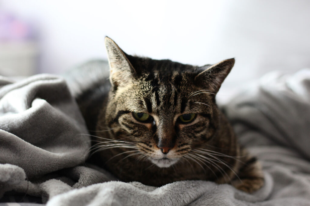 A cat sits in a blanket looking down and overall kind of angry demeanor. 