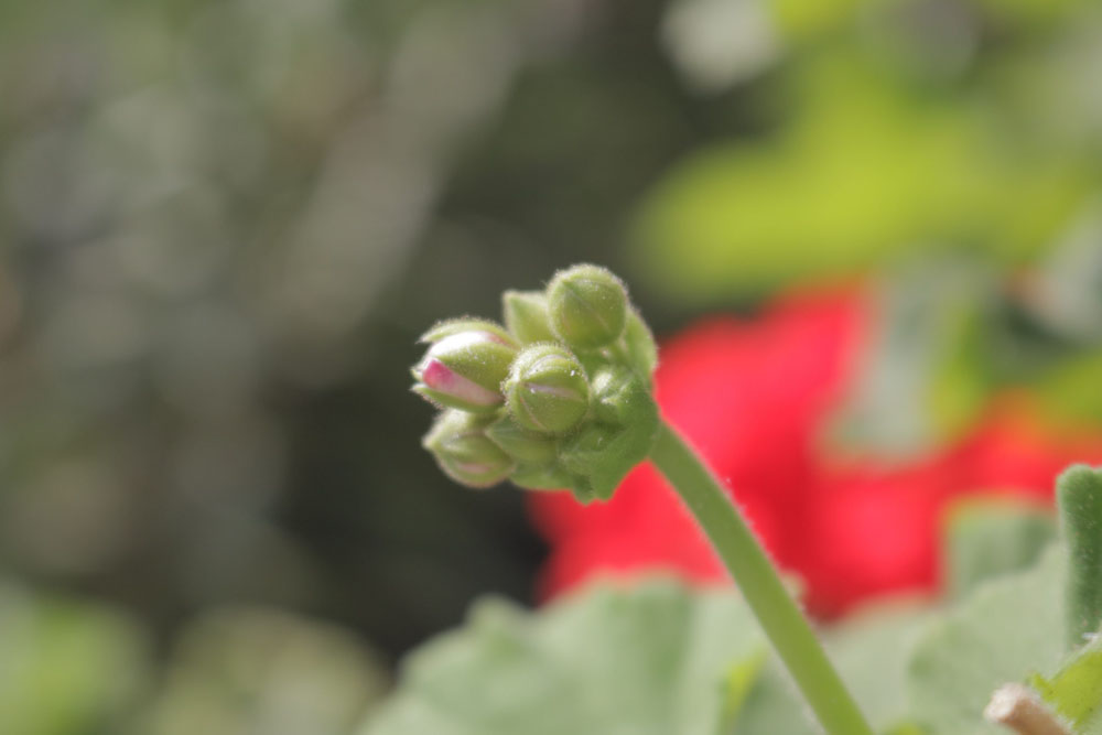 Buds of a flower reaching towards the sky with red flowers blurred in the background.