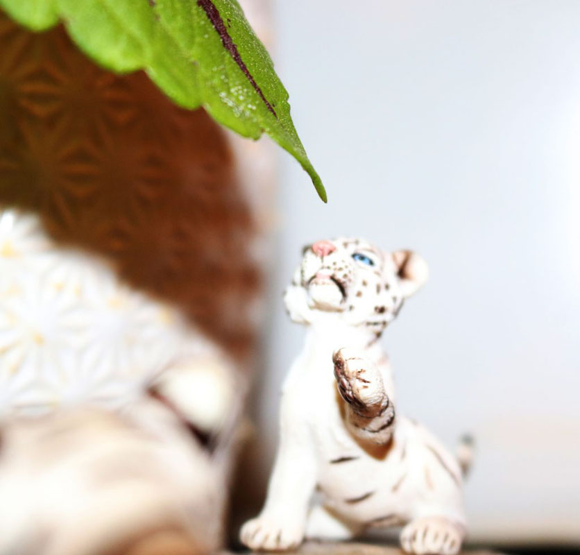 Photograph of a toy tiger cub for the photo blog prompt of "Shadow".