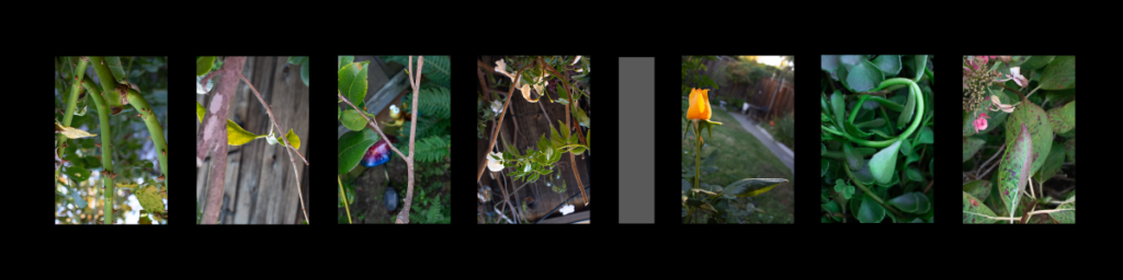 This is my Nature Name Photography